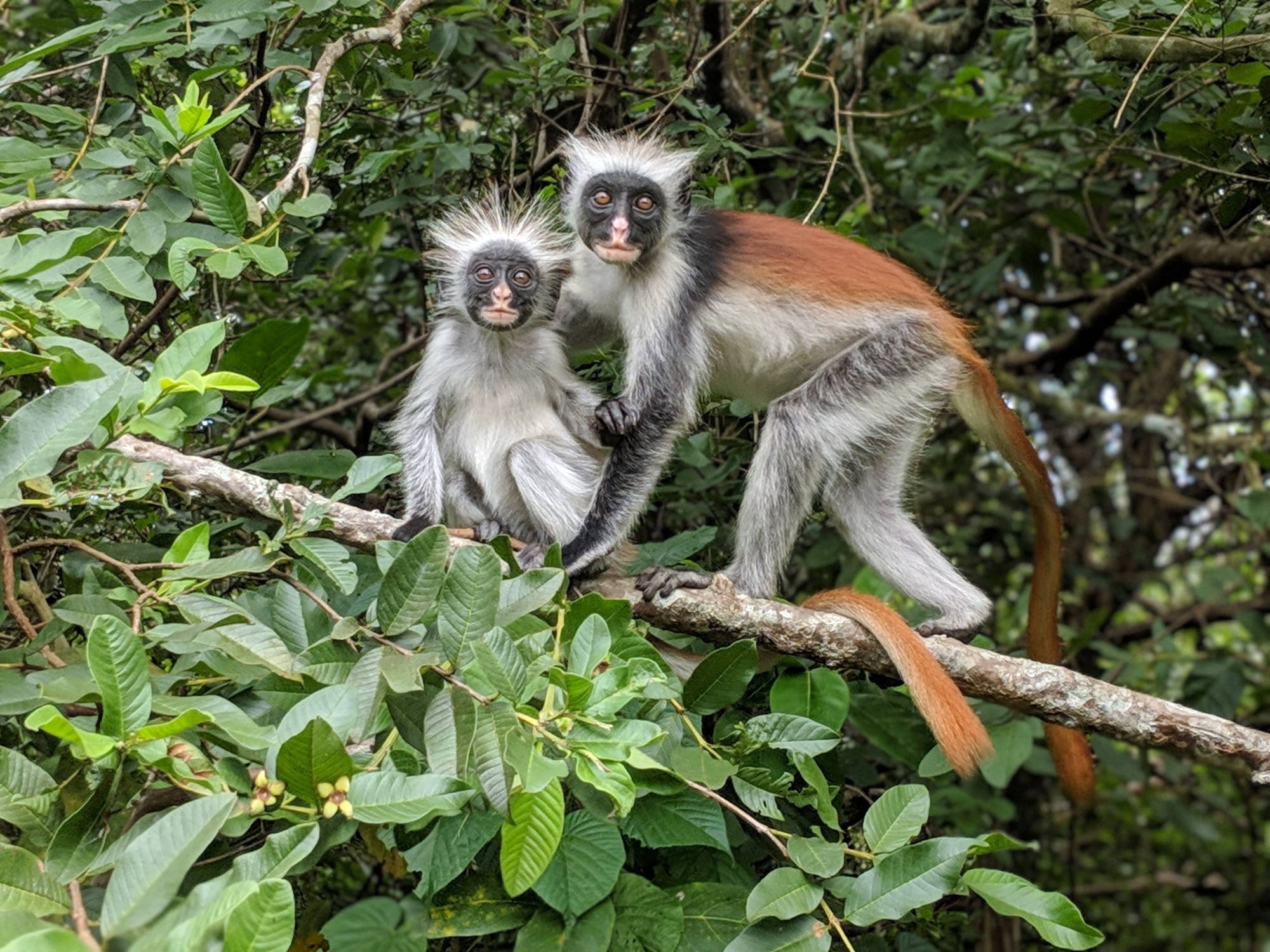 Zanzibar Wildlife Tanzania Wildife In Zanzibar zanzibar-wildlife-tanzania-wildife-in-zanzibar